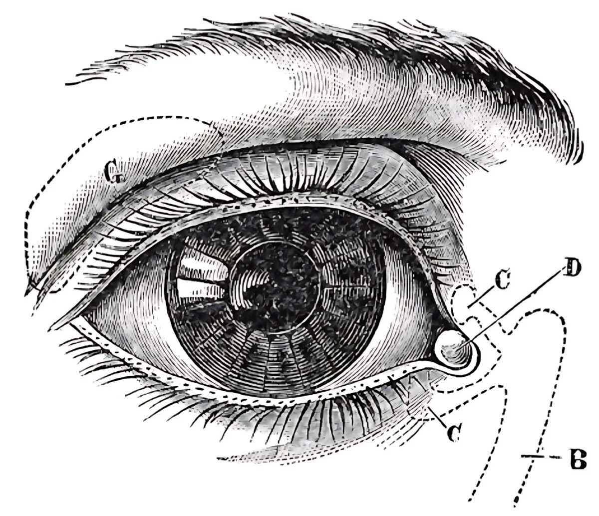 Anatomical drawing of the eye with upper and lower eyelids